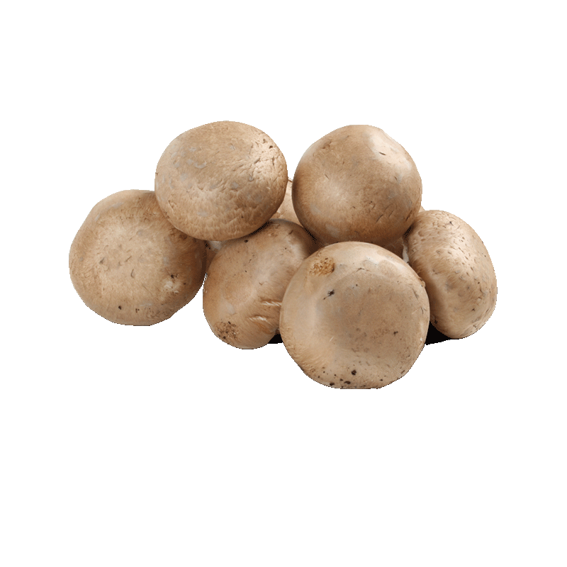 Champignons braun